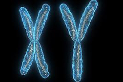 كروموسومات X,y